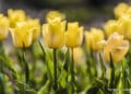 Gdy zakwitną tulipany.... Sztafeta.pl