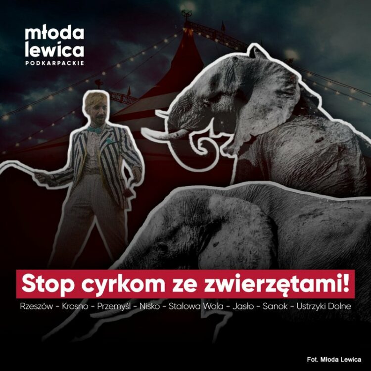 Stają w obronie zwierząt cyrkowych Sztafeta.pl