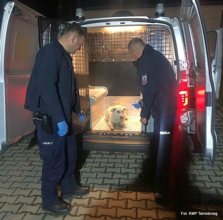 Policjanci z regionu ratują kolejnego psa Sztafeta.pl